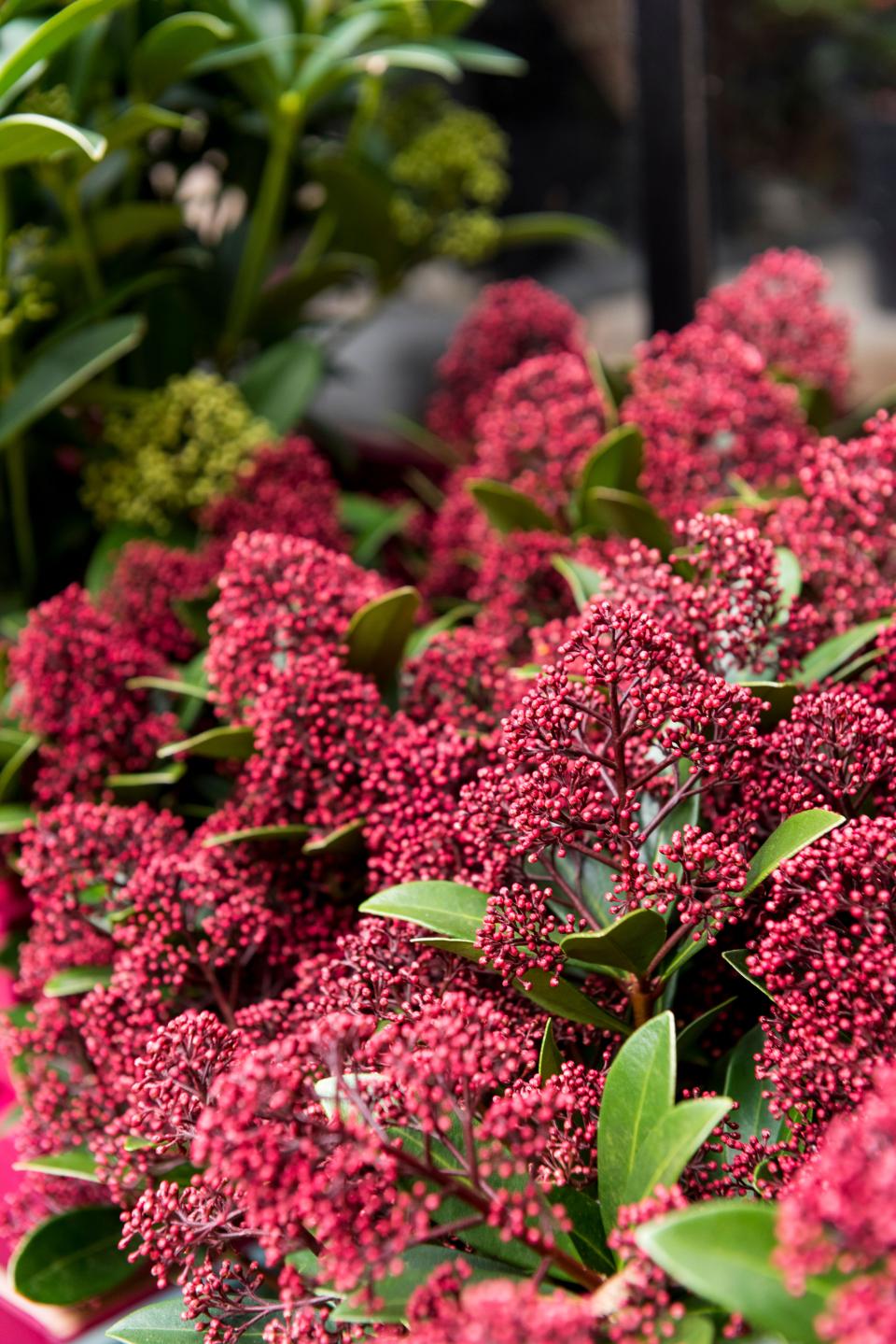 Les plus belles fleurs d'hiver, résistantes au gel