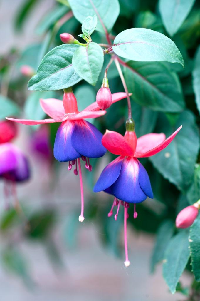 fuchsia | bellenplant | tuinplant 