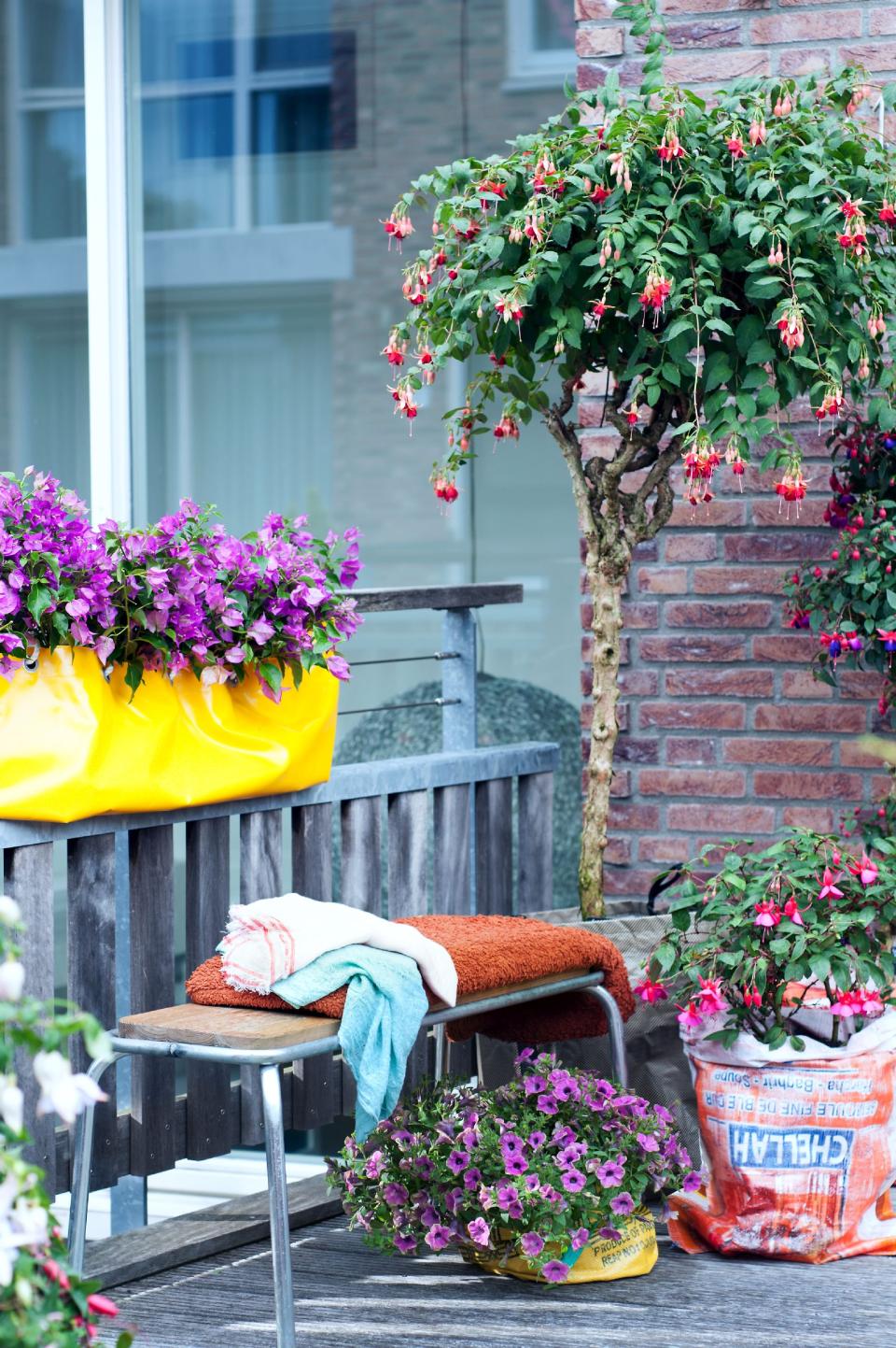 fuchsia op stam | fuchsia op balkon