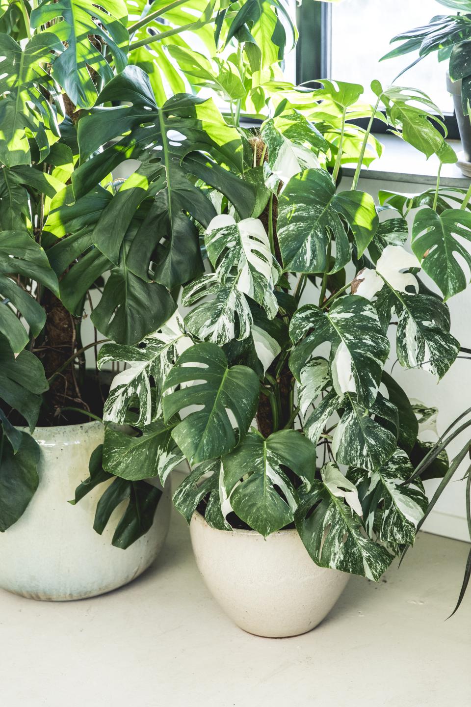 Witte Monstera | zeldzame Monstera | monstera variegata