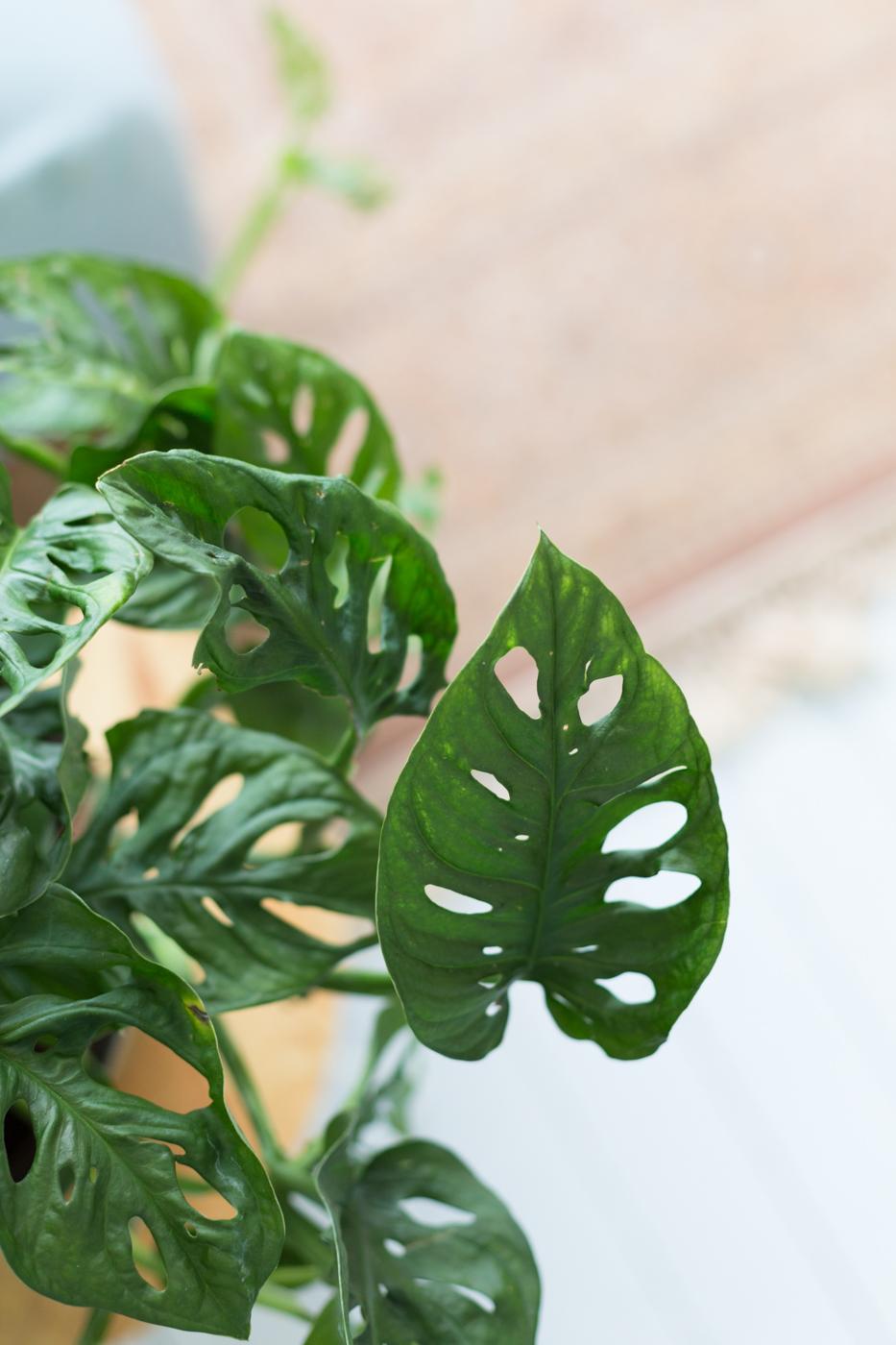 monstera adansonii | gatenplant