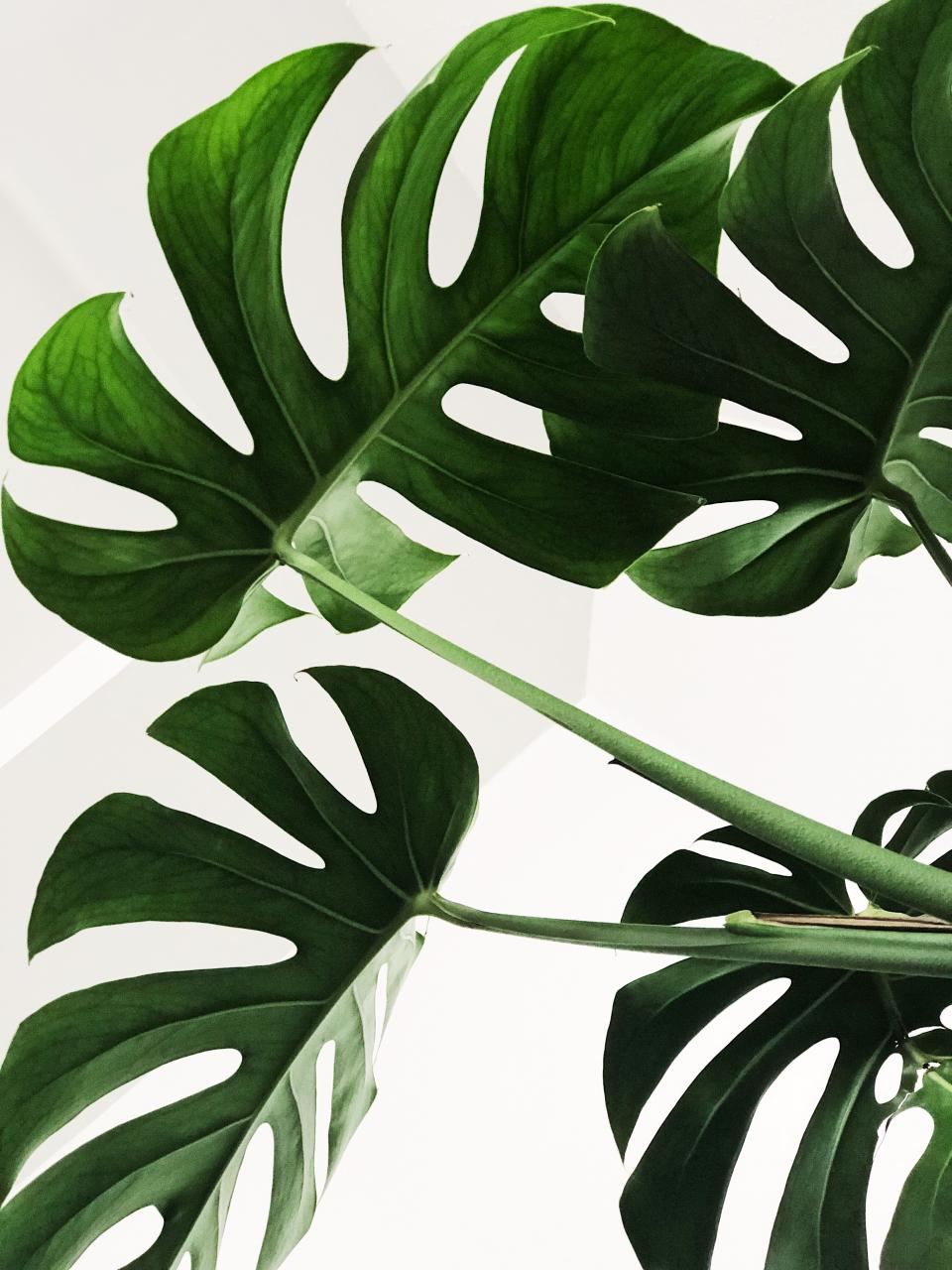 10 plantes populaires sur Instagram _Maplantemonbonheur.fr