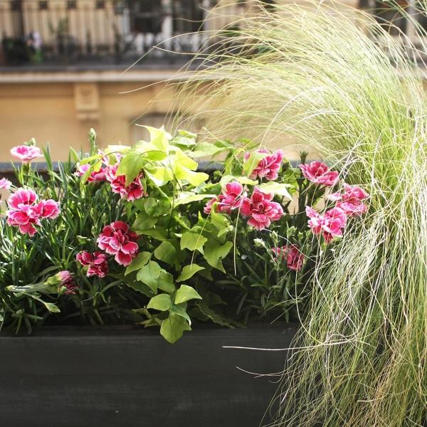 maplantemonbonheur.fr jardinière fenetre plante