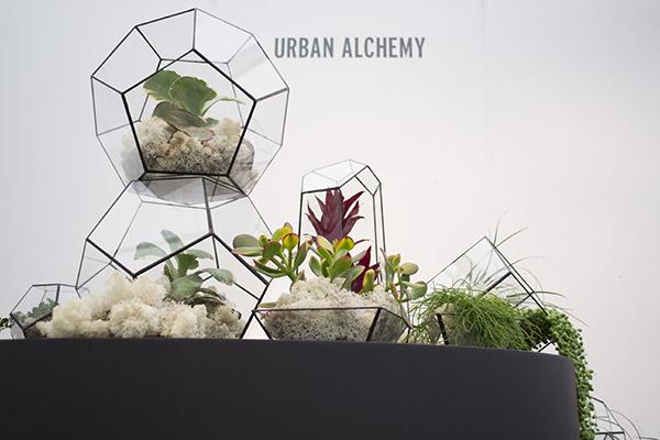 maplantemonbonheur.fr terrarium plante design mini plantes