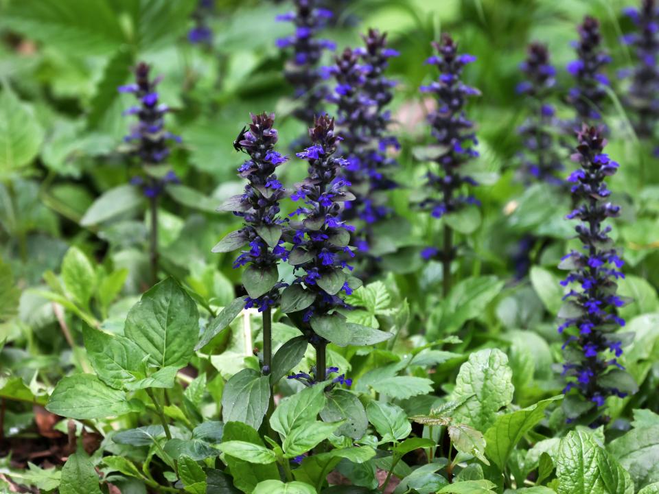 kruipend zenegroen | bodembedekker schaduw | tuinplant