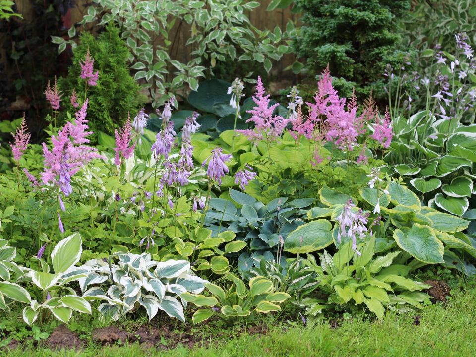 hosta tuinplant schaduw