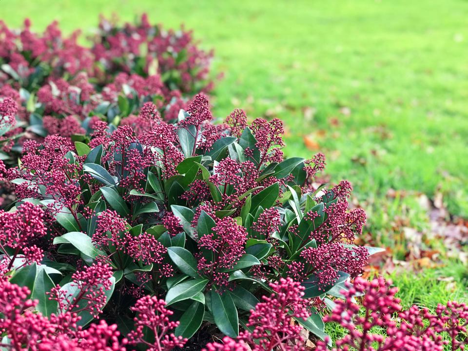 skimmia tuinplant schaduw