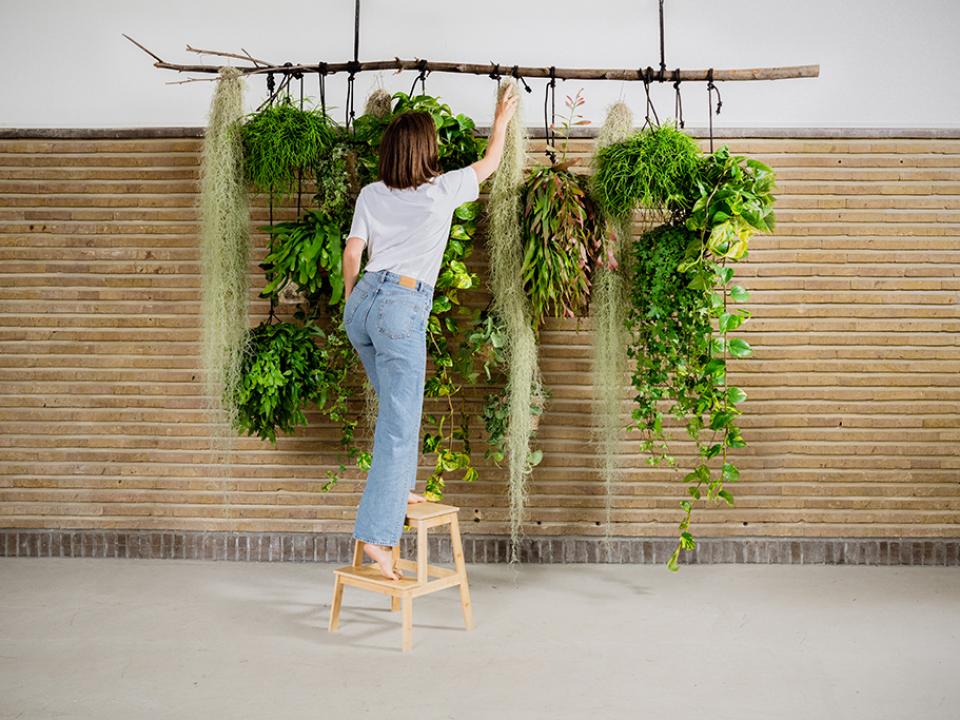 hangplanten aan grote tak | hangplanten binnen idee