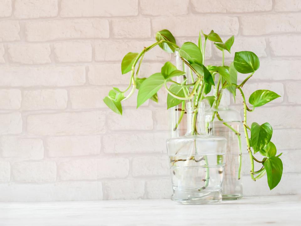 scindapsus stekken in water