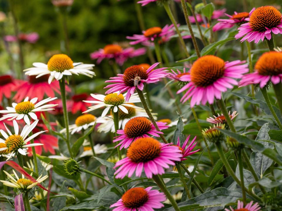 zonnehoed wit en roze | echinacea