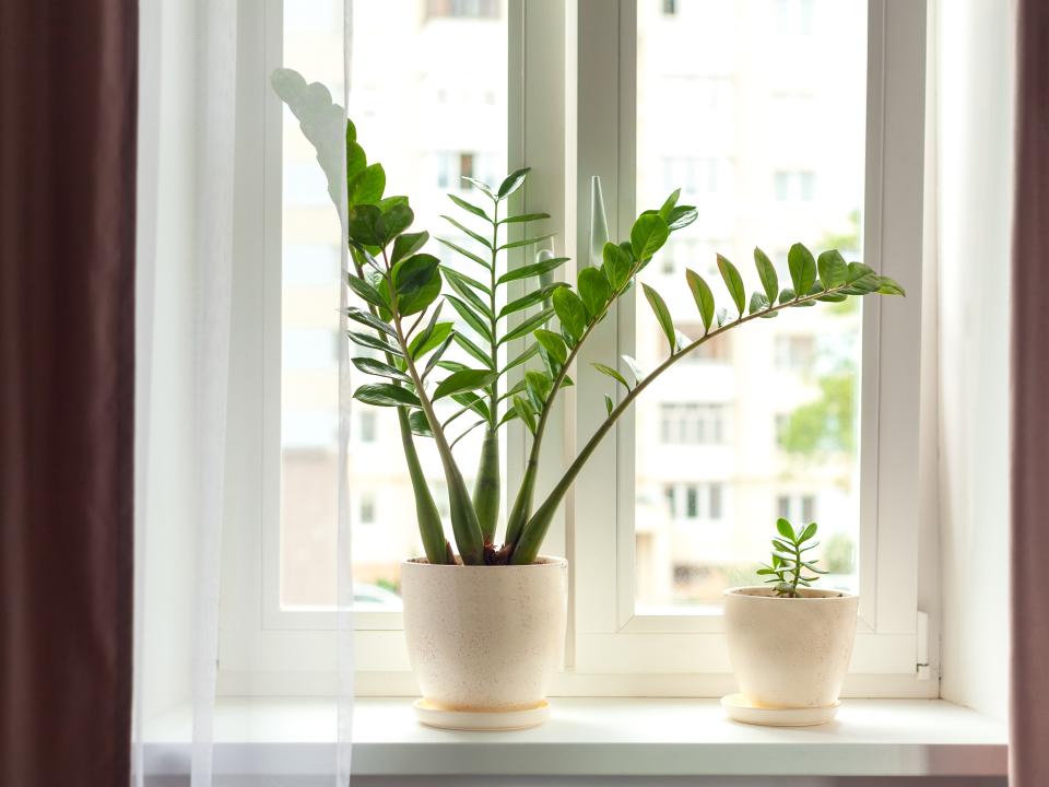 zz plant schaduw vensterbank | zamioculcas