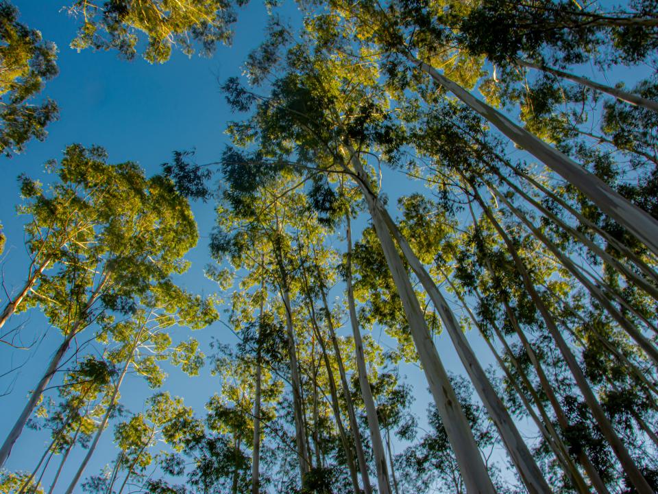 hoge eucalyptus bomen 