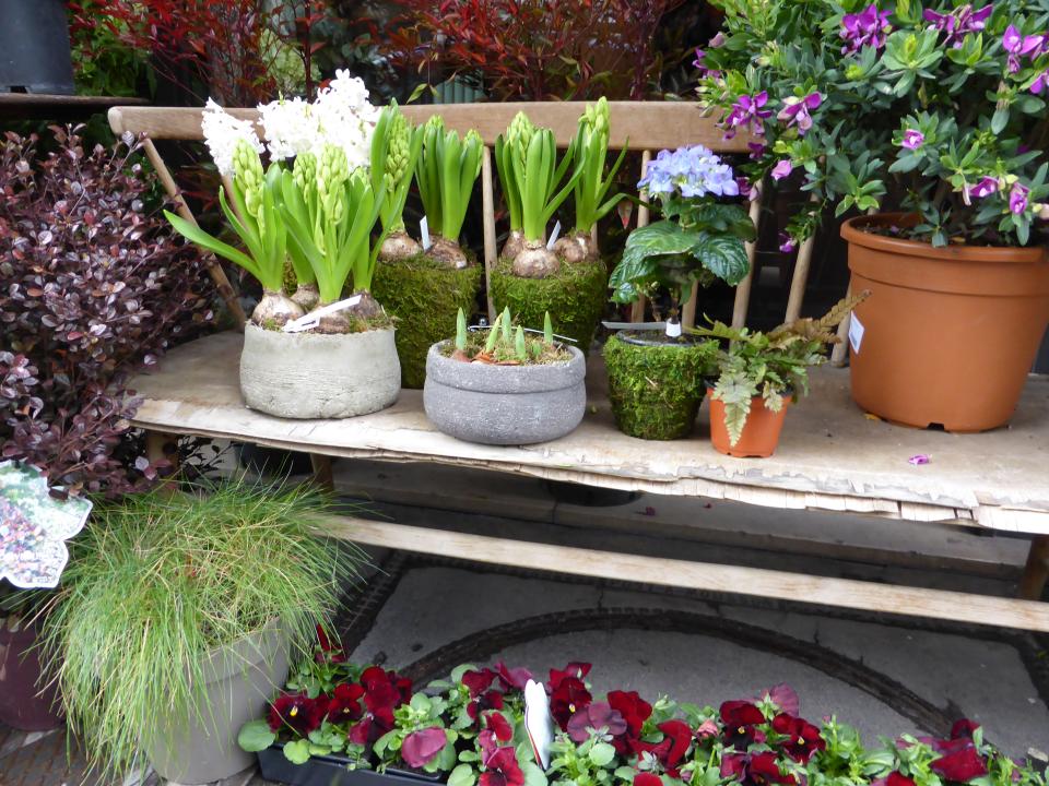 Plantes à bulbes L’Artisan Fleuriste