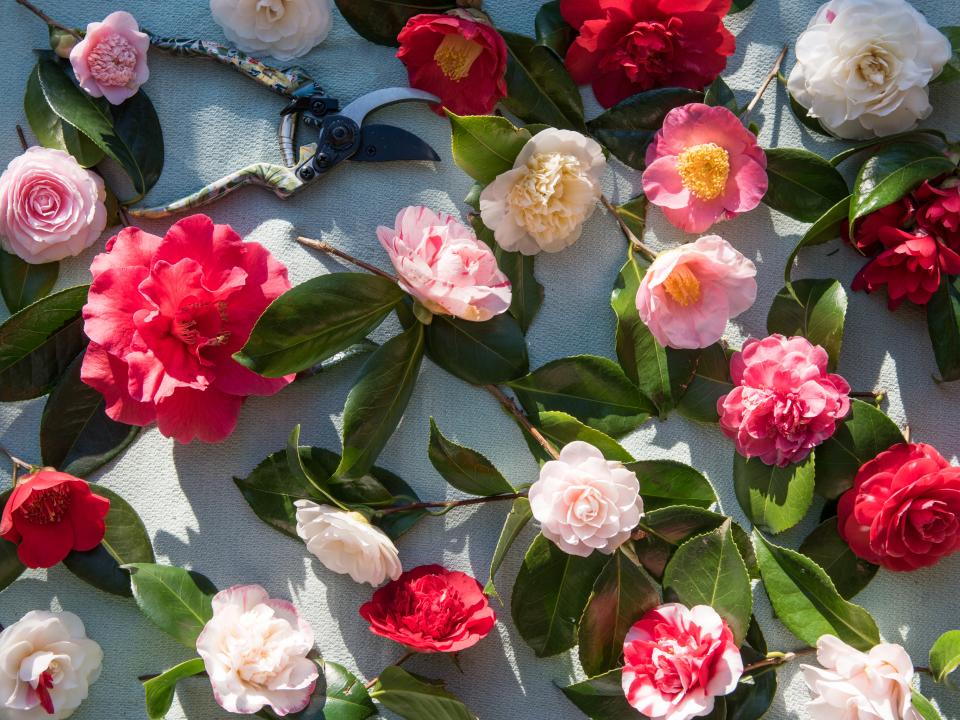 Cinq plantes de jardin qui fleurissent un peu avant le printemps _Maplantemonbonheur.fr