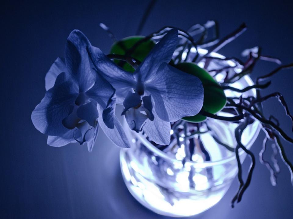 maplantemonbonheur.fr LED, Orchidée, lumière, invention, lampe, plante, Viktor Kolbig, magique