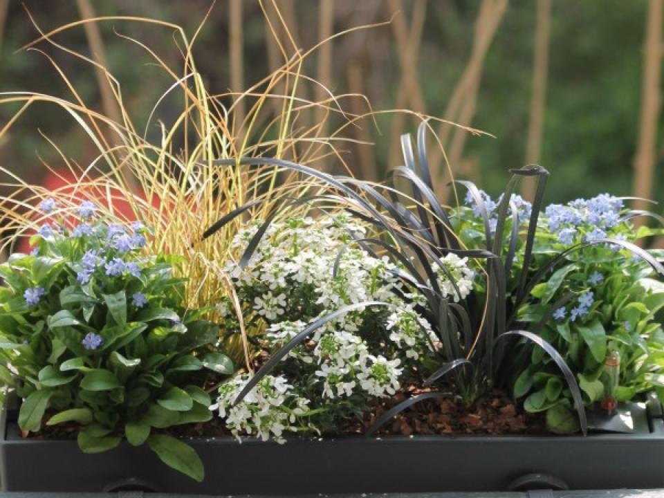 maplantemonbonheur.fr jardinière fenetre plante  DIY fleur en fille