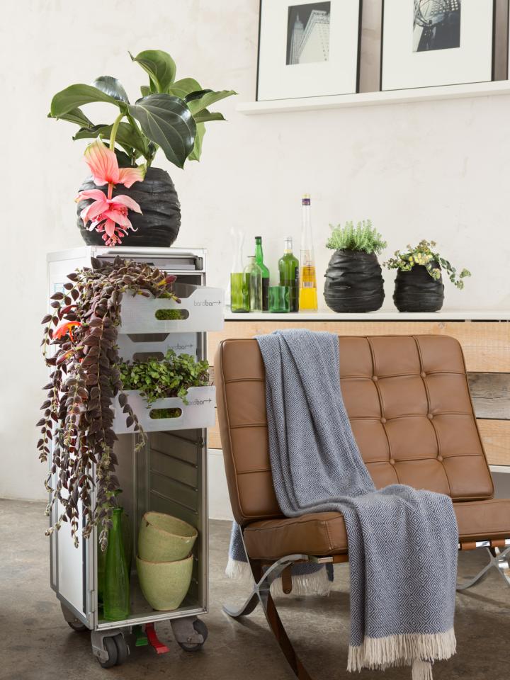 An airline trolley filled with plants on thejoyofplants.co.uk