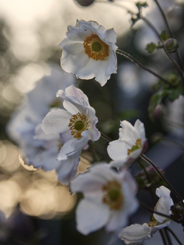 anemoon | herfstanemoon | tuinplant | herfstplant | anemone