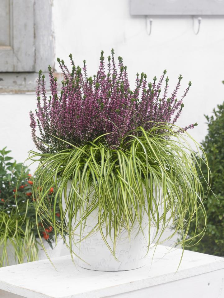 struikheide | Calluna | tuinplant | herfstplant