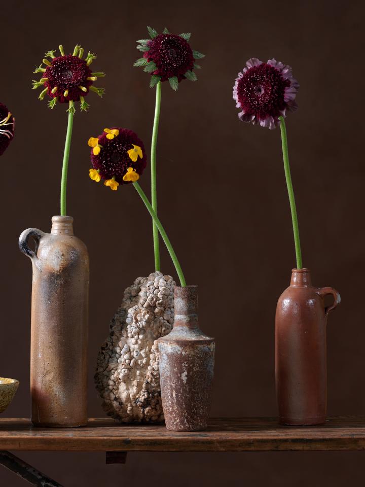 scabiosa in vaas