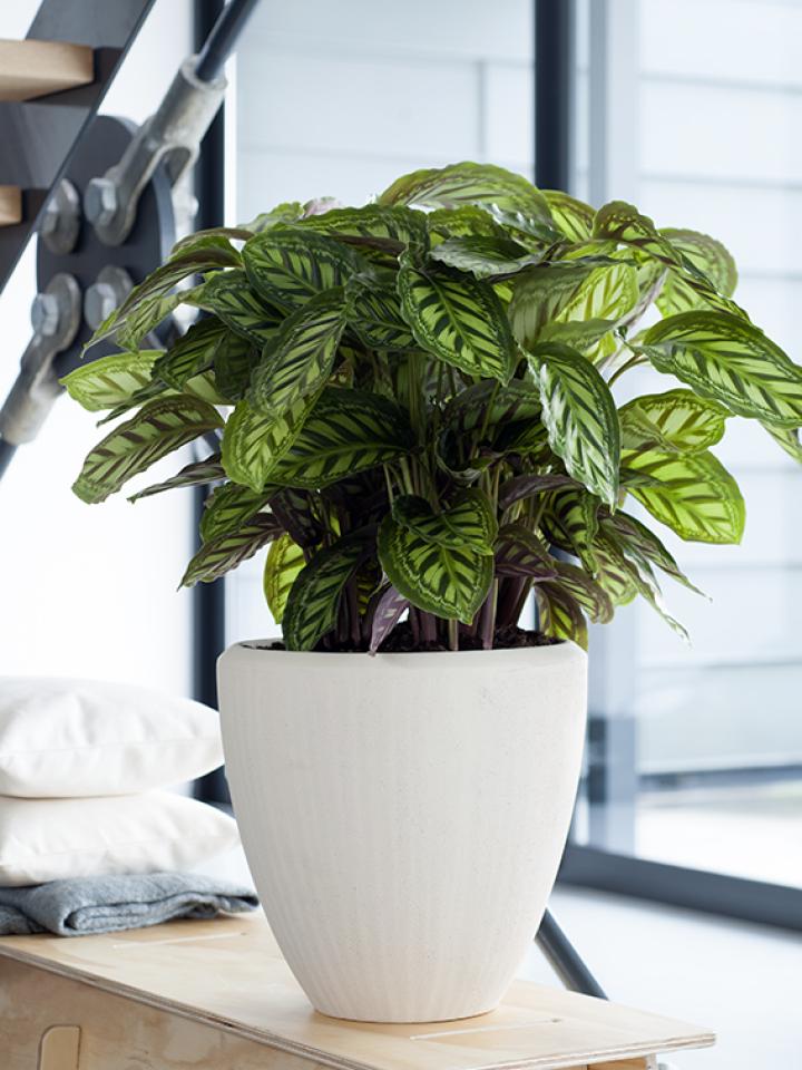 calathea