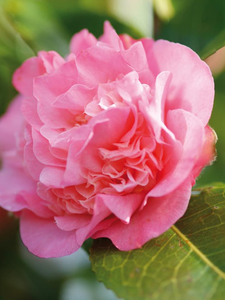 camelia roze | bloem camellia | roze japanse roos