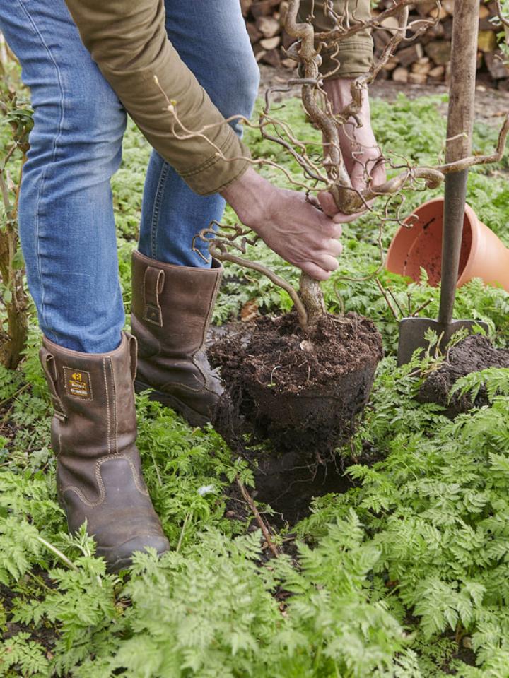 tuinplanten planten: zo doe je dat