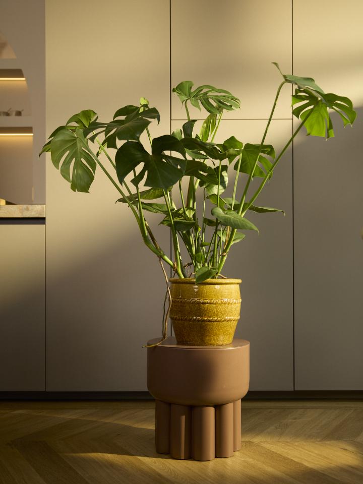 monstera | gatenplant | kamerplant