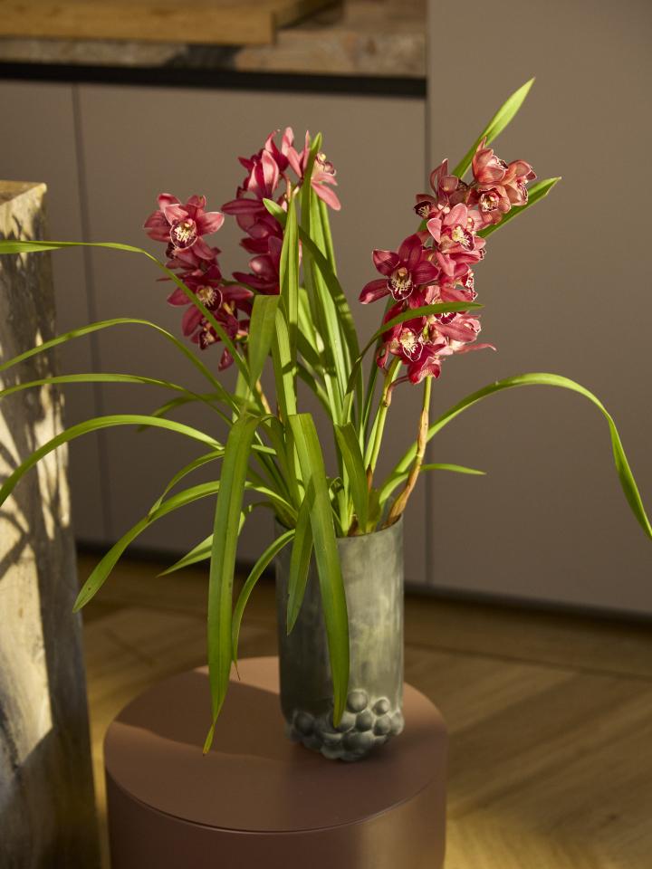 orchidee | kamerplant roze bloemen 