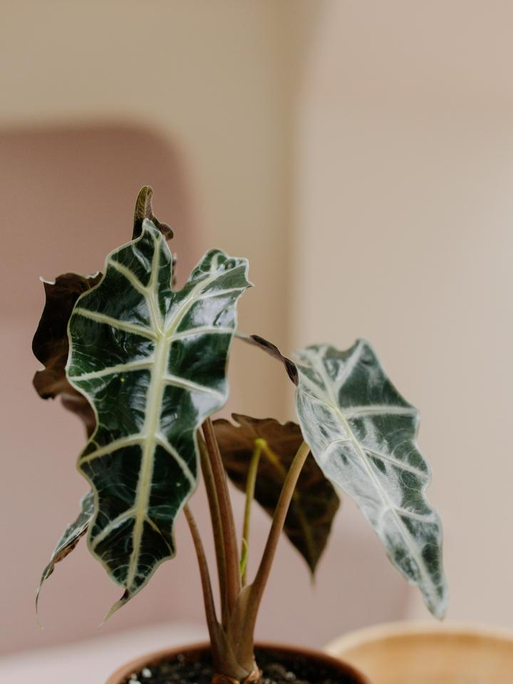 alocasia polly | skeletplant | kamerplant witte nerf