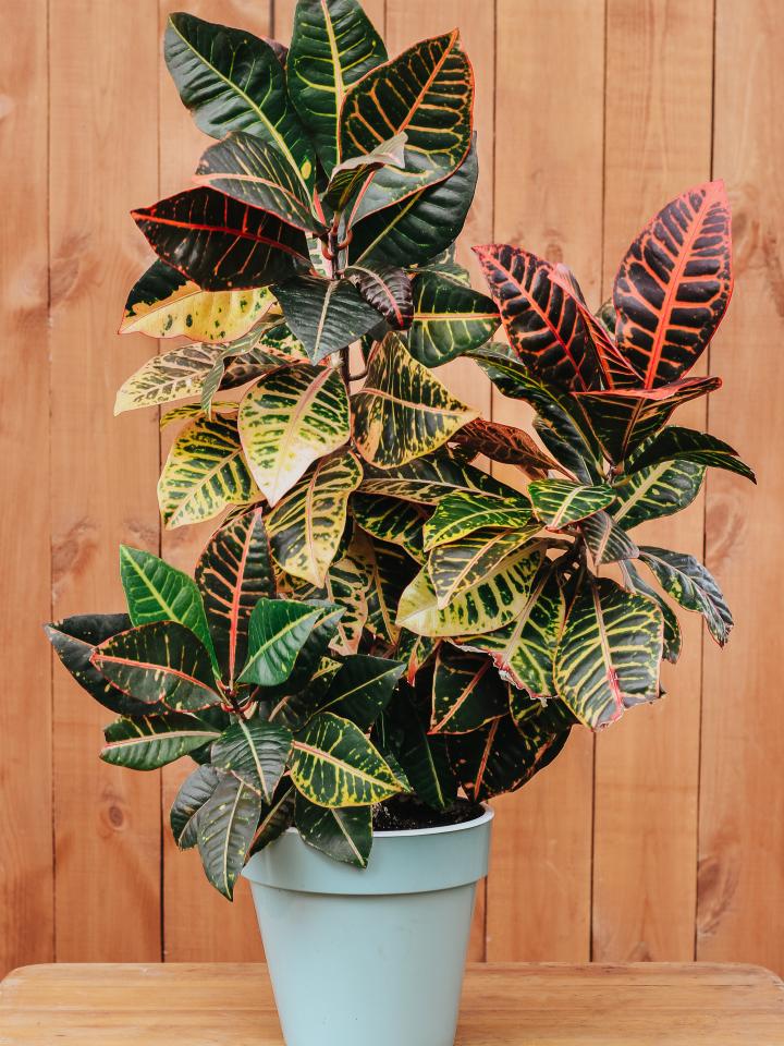 Croton kamerplant | Codiaeum | oranje geel blad