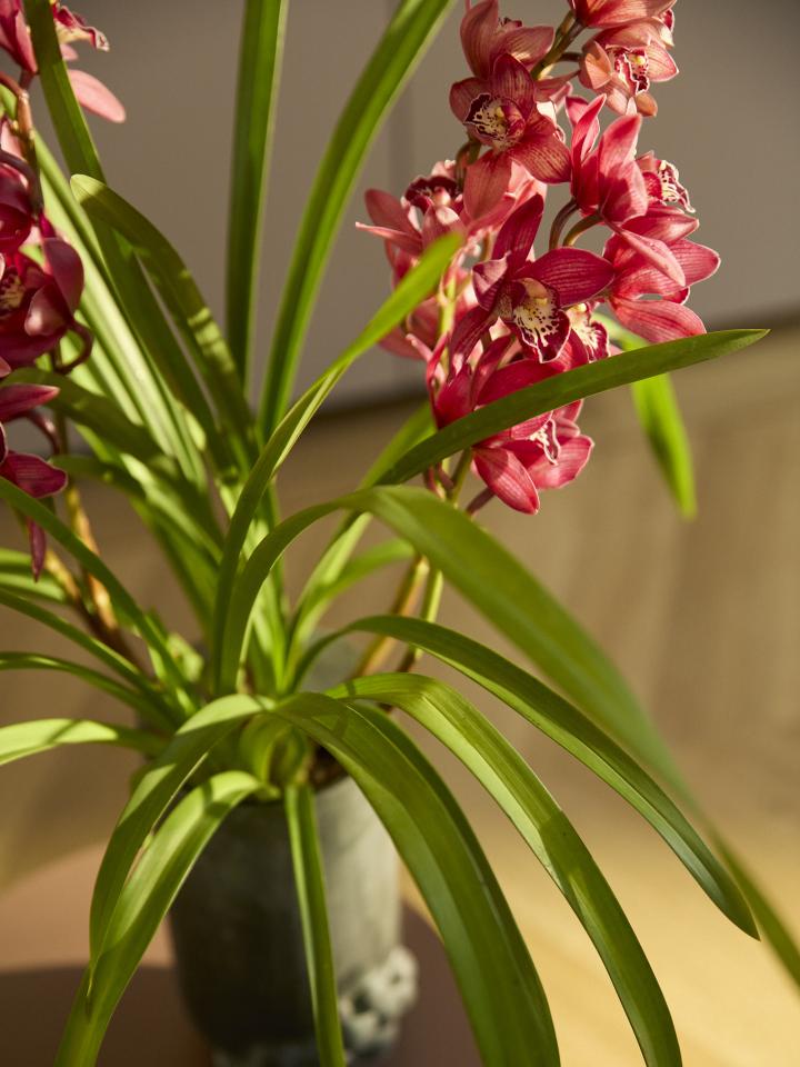 orchidee plant badkamer