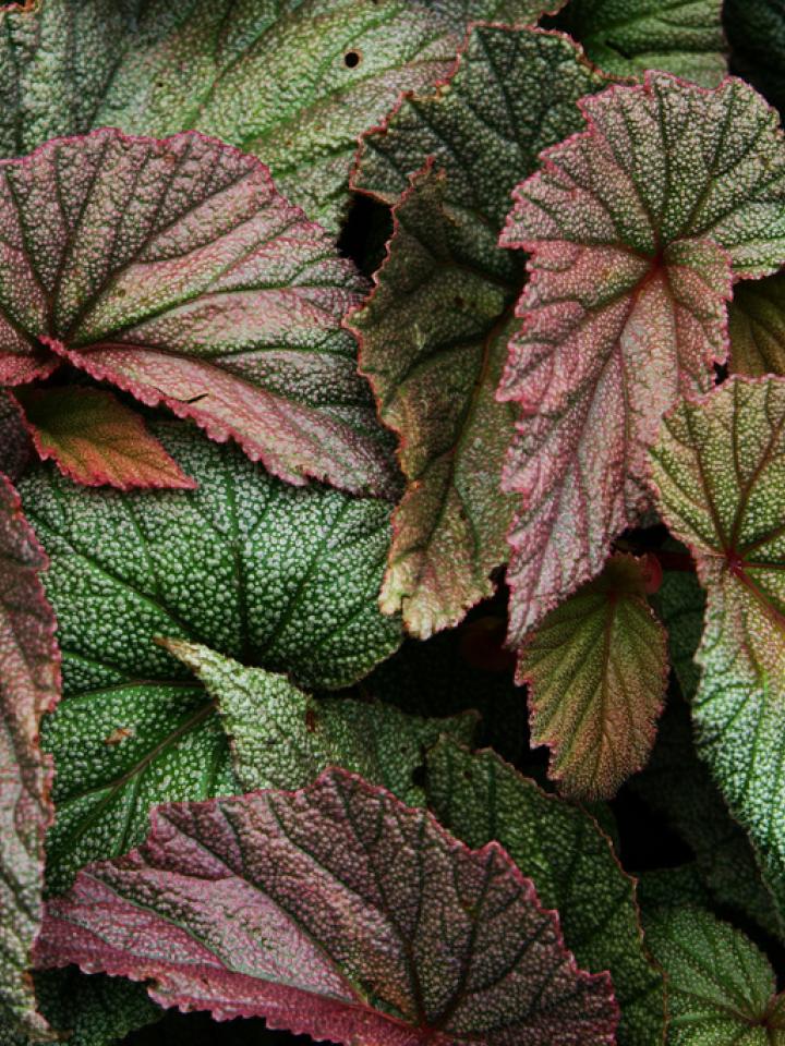 maplantemonbonheur.fr décoration, bégonia rex, artistes, feuille, jardin, intérieur, histoire, beauté