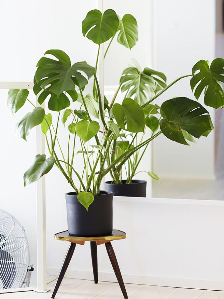 Monstera Plante design homedecor Maplantemonbonheur.fr 