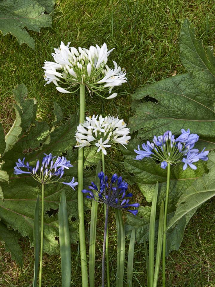 agapanthus | mooiwatplantendoen.nl