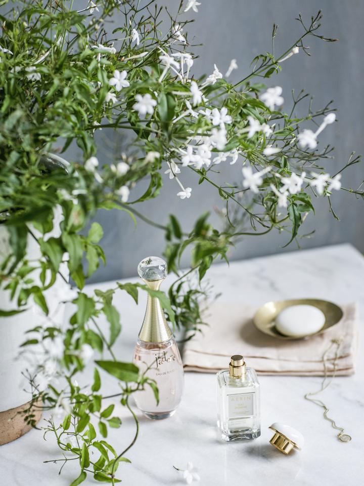 Le Jasmin, un parfum d'Orient dans vos jardins