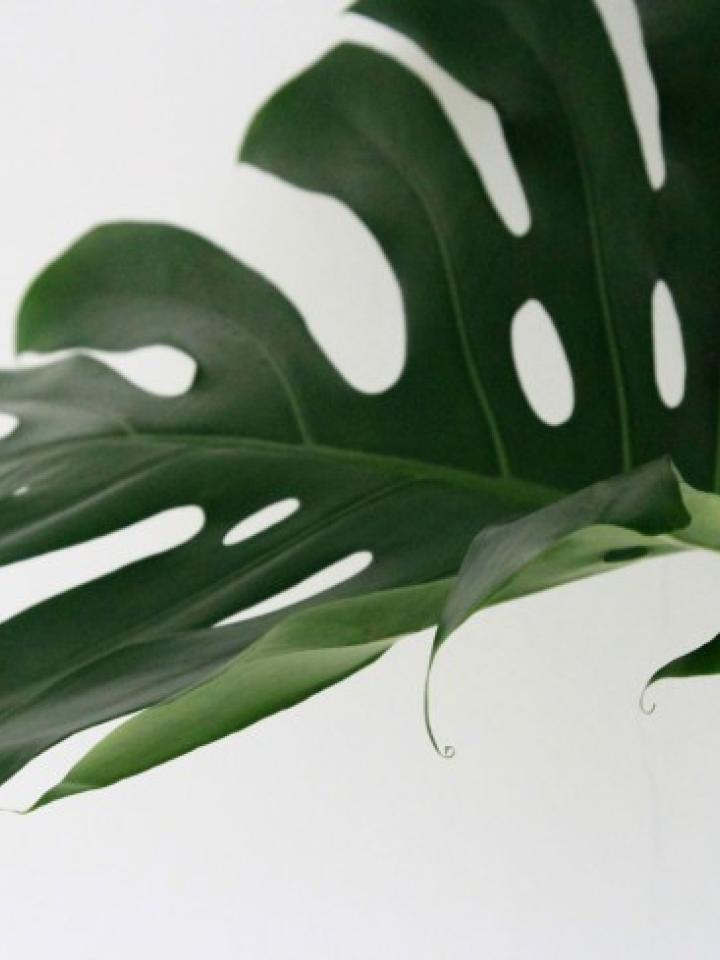 Monstera Plante design homedecor Maplantemonbonheur.fr 