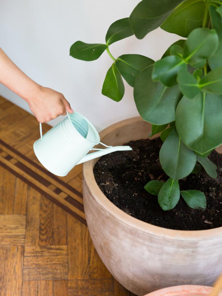 Les meilleurs systèmes pour arroser vos plantes pendant les vacances