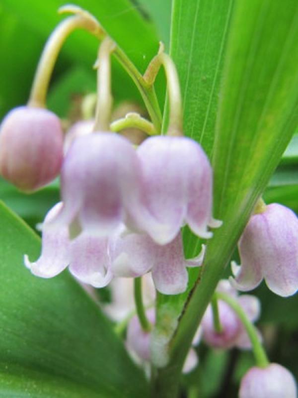 www.maplantemonbonheur.fr plantes muguet travail fete rose special