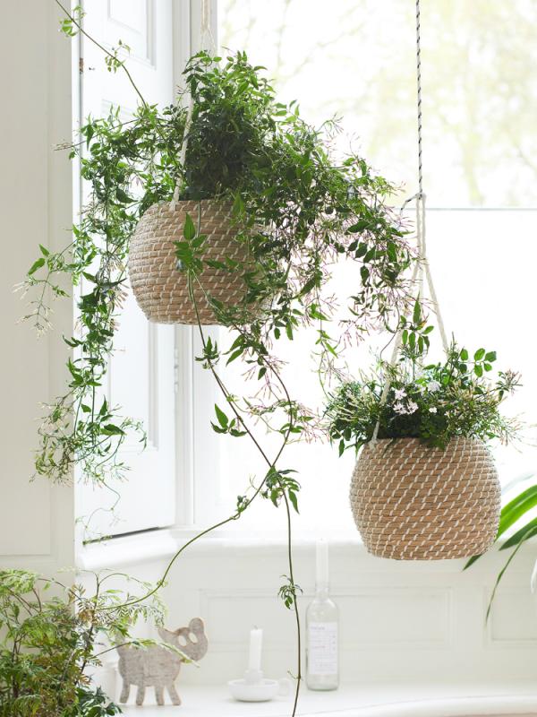 jasmin pot interieur