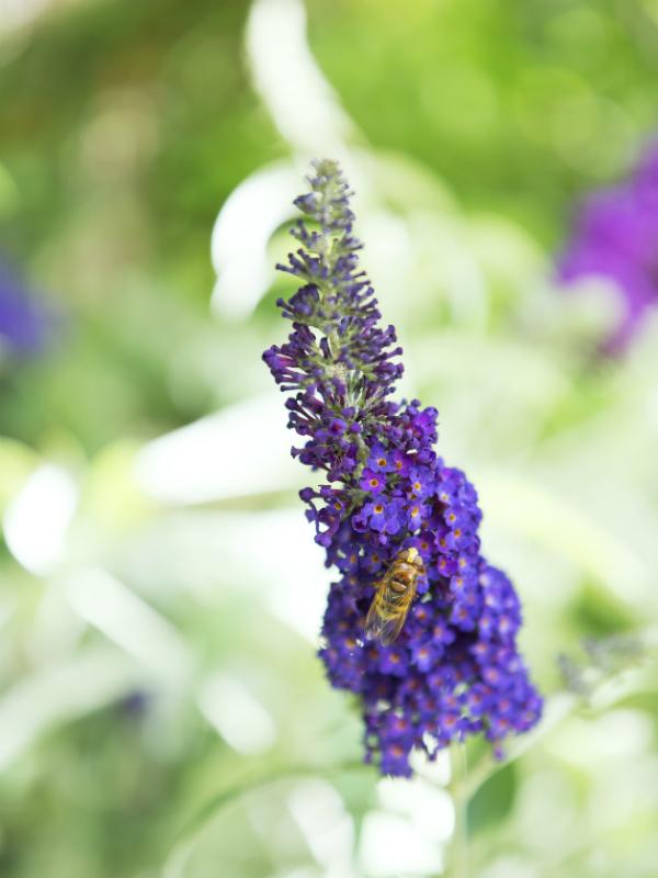 Larbre Aux Papillons Ma Plante Mon Bonheur