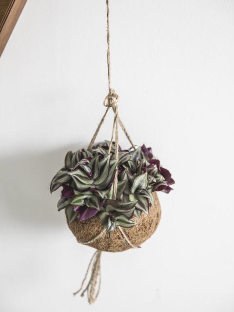 tradescantia hangplant binnen | hangplant in pot