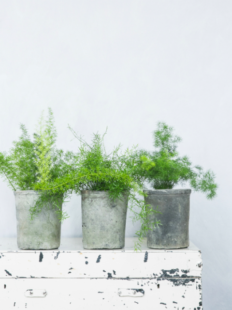 Bonne fête, papi !  Ma plante mon bonheur