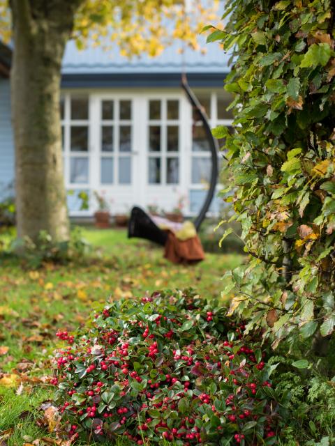 planten tuin herfst