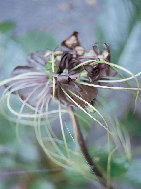 www.maplantemonbhoneur.fr tacca plantes insolites noire 