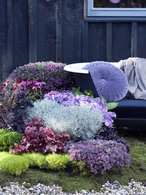 Février au jardin Maplantemonbonheur.fr